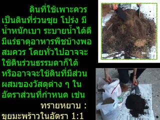 ดินที่ใช้เพาะควร
เป็นดินทีร่วนซุย โปร่ง มี
          ่
นำ้าหนักเบา ระบายนำ้าได้ดี
มีแร่ธาตุอาหารพืชบ้างพอ
สมควร โดยทั่วไปอาจจะ
ใช้ดินร่วนธรรมดาก็ได้
หรืออาจจะใช้ดนที่มีสวน
                 ิ     ่
ผสมของวัสดุต่าง ๆ ใน
อัตราส่วนทีกำาหนด เช่น
            ่
            ทรายหยาบ :
ขุยมะพร้าวในอัตรา 1:1
 