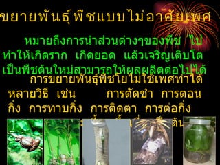 ขยายพั น ธุ ์ พ ื ช แบบไม่ อ าศั ย เพศ
     หมายถึงการนำาส่วนต่างๆของพืช ไป
ทำาให้เกิดราก เกิดยอด แล้วเจริญเติบโต
เป็นพืชต้นใหม่สามารถให้ผลผลิตต่อไปได้
      การขยายพันธุ์พืชโยไม่ใช้เพศทำาได้
 หลายวิธี เช่น      การตัดชำา การตอน
 กิง การทาบกิ่ง การติดตา การต่อกิ่ง
   ่
 และ การเพาะเลี้ยงเนื้อเยือ เป็นต้น
                          ่
 