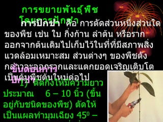 การขยายพั น ธุ ์ พ ื ช
    โดยการปั กคือ การตัดส่วนหนึ่งส่วนใด
    การปักชำา ชำ า
ของพืช เช่น ใบ กิงก้าน ลำาต้น หรือราก
                    ่
ออกจากต้นเดิมไปเก็บไว้ในทีที่มีสภาพสิง
                             ่        ่
แวดล้อมเหมาะสม ส่วนต่างๆ ของพืชดัง
กล่าวจะออกรากและแตกยอดเจริญเติบโต
  ขันตอนการ
     ้
เป็นกชำพืชต้นใหม่ต่อไป
  ปั ต้น าตัดกิงให้มีความยาว
       1)      ่
ประมาณ 6 – 10 นิ้ว (ขึ้น
อยูกับชนิดของพืช) ตัดให้
   ่
เป็นแผลทำามุมเฉียง 450 –
 