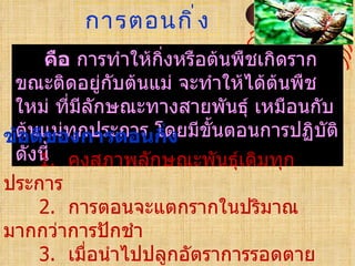 การตอนกิ ่ ง
     คือ การทำาให้กิ่งหรือต้นพืชเกิดราก
 ขณะติดอยู่กบต้นแม่ จะทำาให้ได้ต้นพืช
               ั
 ใหม่ ทีมีลักษณะทางสายพันธุ์ เหมือนกับ
        ่
ข้ต้นแม่ทุกประการ โดยมีขั้นตอนการปฏิบัติ
  อดีของการตอนกิ่ง
 ดังนี้ คงสภาพลักษณะพันธุ์เดิมทุก
     1.
ประการ
     2. การตอนจะแตกรากในปริมาณ
มากกว่าการปักชำา
     3. เมื่อนำาไปปลูกอัตราการรอดตาย
 