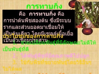 การทาบกิ่ง
       คือ การทาบกิ่ง คือ
การนำาต้นพืชสองต้น ซึงมีระบบ
                     ่
รากและส่วนยอดมาเชื่อมให้
เป็นต้นเดียวองการทาบกิ่ง เยือ
ประโยชน์ข    โดยมีเซลล์เนื้อ ่
เป็นตัวเชื่อมประสาน นธุ์ที่มีลักษณะไม่ดีให้
    1. ช่วยเปลี่ยนพั
เป็นพันธุ์ที่ดี
    2. ได้พันธุ์พืชที่มีคุณภาพดีไปปลูก
    3. ใช้กบพืชที่ขยายพันธุ์โดยวิธีอนๆ
                ั                   ื่
ไม่ได้ผล
 