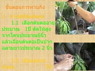 ขั้นตอนการทาบกิ่ง
1. การเตรียมต้นตอ
    1.1 เลือกต้นตออายุ
ประมาณ 1ปี ตัดให้สง ู
จากโคนประมาณ6นิ้ว
แล้วเฉือนต้นตอเป็นปาก
ฉลามยาวประมาณ 2 นิ้ว

    1.2 เฉือนปลาย
ต้นตอ             ให้
 
