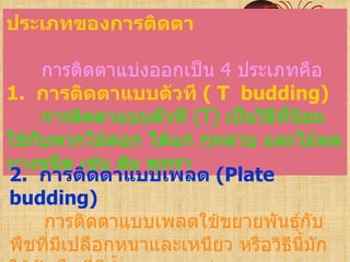 ประเภทของการติดตา

     การติดตาแบ่งออกเป็น 4 ประเภทคือ
1. การติดตาแบบตัวที ( T budding)
     การติดตาแบบตัวที (T) เป็นวิธีที่นยม
                                      ิ
ใช้กับพวกไม้ดอก ได้แก่ กุหลาบ และไม้ผล
บางชนิด เช่น ส้ม พุทรา
2. การติดตาแบบเพลต (Plate
budding)
     การติดตาแบบเพลตใช้ขยายพันธุ์กบ     ั
พืชทีมีเปลือกหนาและเหนียว หรือวิธีนี้มัก
      ่
 