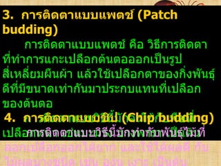 3. การติดตาแบบแพตช์ (Patch
budding)
       การติดตาแบบแพตช์ คือ วิธีการติดตา
ที่ทำาการแกะเปลือกต้นตอออกเป็นรูป
สีเหลี่ยมผืนผ้า แล้วใช้เปลือกตาของกิ่งพันธุ์
  ่
ดีทมีขนาดเท่ากันมาประกบแทนทีเปลือก
    ี่                             ่
ของต้นตอ
4. การติดตาแบบวิธีนี้มักจะใช้กับพืชที่
       การติ ดตาแบบชิป (Chip budding)
เปลือกหนา ตาแบบวิวง ี้มักทำากับพันธุ์ไม้ที่
       การติด เช่นมะม่ ธีน ยางพารา เป็นต้น
ลอกเปลือกออกได้ยาก และใช้ได้ผลดี กับ
 