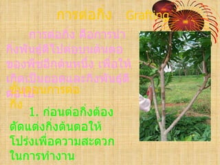 การต่อกิ่ง Grafting
      การต่อกิง คือการนำา
               ่
กิ่งพันธุ์ดีไปต่อบนต้นตอ
ของพืชอีกต้นหนึ่ง เพื่อให้
เกิดเป็นยอดและกิ่งพันธุ์ดี
 ขั้นตอนการต่อ
ต่อไป
 กิ่ง
      1. ก่อนต่อกิงต้อง
                  ่
 ตัดแต่งกิ่งต้นตอให้
 โปร่งเพื่อความสะดวก
 ในการทำางาน
 