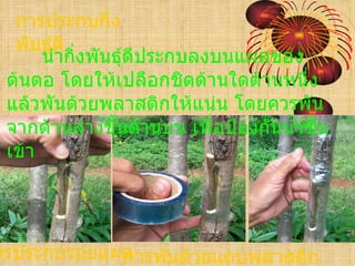 การประกบกิ่ง
  พันธุ์ดี
      นำากิงพันธุ์ดีประกบลงบนแผลของ
           ่
 ต้นตอ โดยให้เปลือกชิดด้านใดด้านหนึ่ง
 แล้วพันด้วยพลาสติกให้แน่น โดยควรพัน
 จากด้านล่างขึ้นด้านบน เพื่อป้องกันนำ้าซึม
 เข้า




ารประกบรอยแผล
            การพันด้วยแถบพลาสติก
 