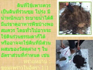ดินที่ใช้เพาะควร
เป็นดินทีร่วนซุย โปร่ง มี
          ่
นำ้าหนักเบา ระบายนำ้าได้ดี
มีแร่ธาตุอาหารพืชบ้างพอ
สมควร โดยทั่วไปอาจจะ
ใช้ดินร่วนธรรมดาก็ได้
หรืออาจจะใช้ดนที่มีสวน
                 ิ     ่
ผสมของวัสดุต่าง ๆ ใน
อัตราส่วนทีกำาหนด เช่น
            ่
            ทรายหยาบ :
ขุยมะพร้าวในอัตรา 1:1
 