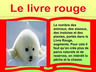• Красная книга содержит   Le nombre des
  сведения о редких ,      animaux, des oiseaux,
  исчезающих животных .    des insèctes et des
  Красный цвет – сигнал    plantes, portés dans le
  опасности . Он как бы    Livre Rouge,
  призывает всех людей :   augmente. Pour cela il
  растения и животные в    faut qu’on crée plus de
  беде , помогите им !     parcs naturels et de
  Поэтому она и одета в    resèrves, on intérdit la
  красный переплёт .       pêche et la chasse.
 