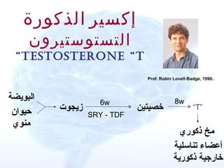 ‫إكسير الذكورة‬
     ‫التستوستيرون‬
 ‫‪“TesTosTerone “T‬‬
                                ‫.0991 ,‪Prof. Robin Lovell-Badge‬‬



‫البويضة‬              ‫‪6w‬‬                     ‫‪8w‬‬
 ‫حيوان‬    ‫زيجوت‬               ‫خصيتين‬                 ‫”‪“T‬‬
                  ‫‪SRY - TDF‬‬
 ‫منوي‬
                                              ‫مخ ذكوري‬
                                            ‫أعضاء تناسلية‬
                                            ‫خارجية ذكورية‬
 