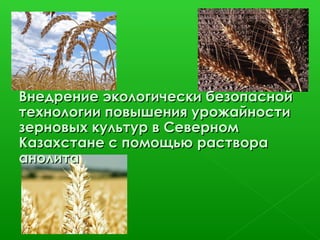 Внедрение экологически безопасной
технологии повышения урожайности
зерновых культур в Северном
Казахстане с помощью раствора
анолита
 