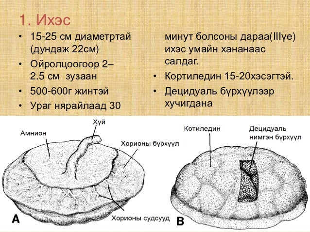 төрөлтийн 3 р үеийн физиологи, эх барихын гэмтэлүүд