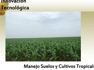 Innovación
Tecnológica




        Manejo Suelos y Cultivos Tropicale
 