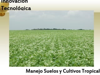 Innovación
Tecnológica




         Manejo Suelos y Cultivos Tropicale
 