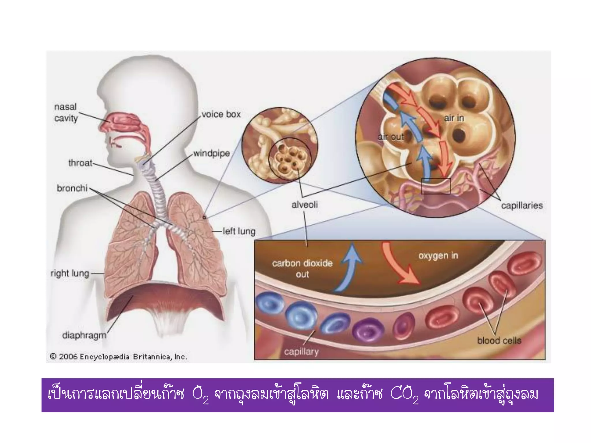 เป็นการแลกเปลี่ยนก๊าซ O2 จากถุงลมเข้าสู่โลหิต และก๊าซ CO2 จากโลหิตเข้าสู่ถุงลม
 