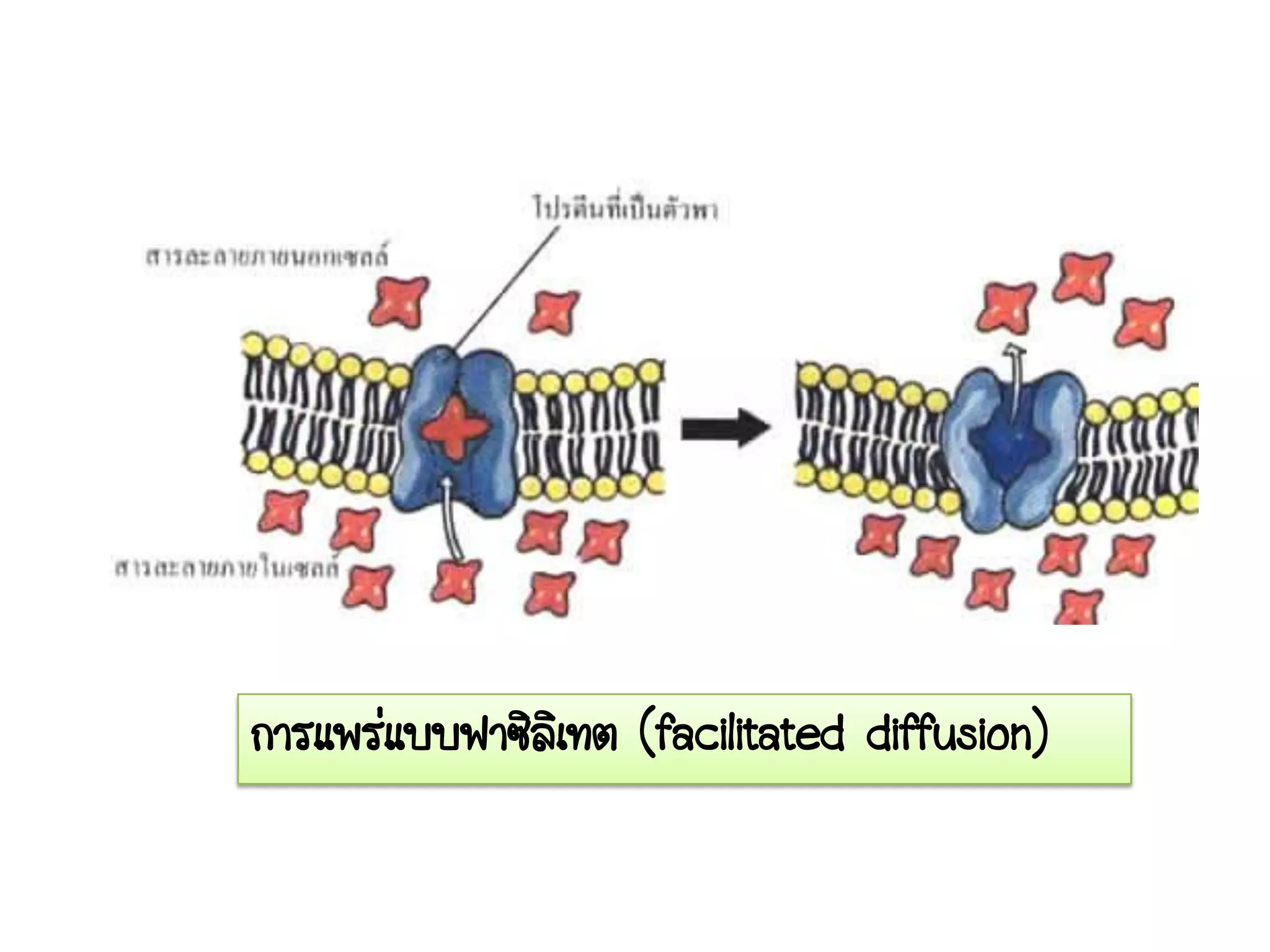 การแพร่แบบฟาซิลิเทต (facilitated diffusion)
 