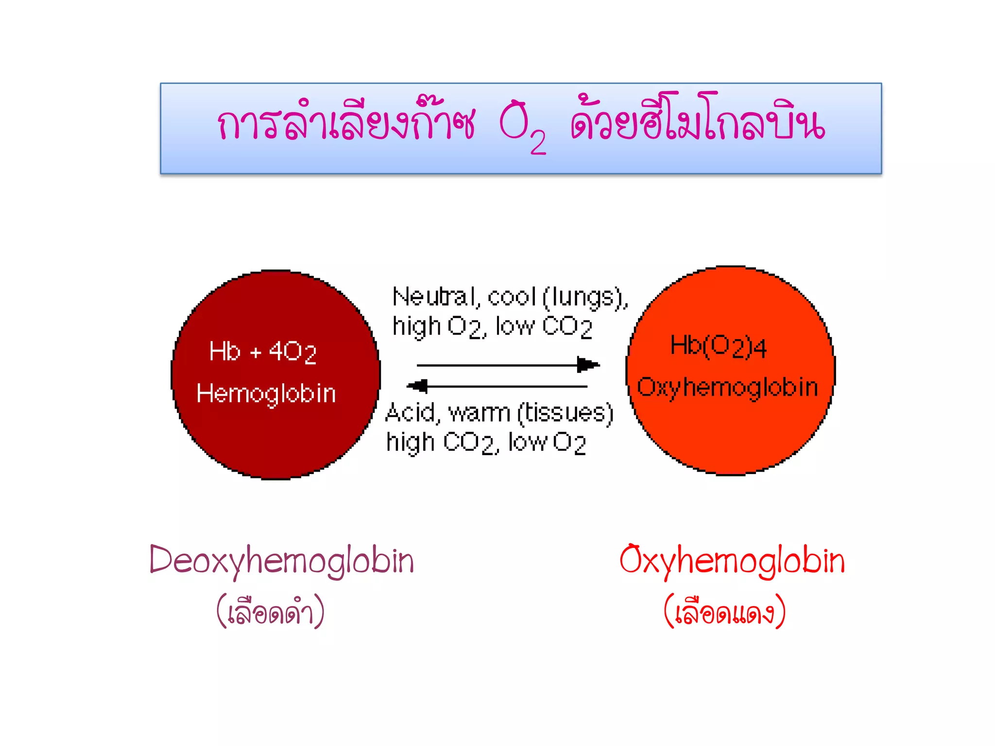 การลาเลียงก๊าซ O2 ด้วยฮีโมโกลบิน
Deoxyhemoglobin
(เลือดดา) (เลือดแดง)
Oxyhemoglobin
 