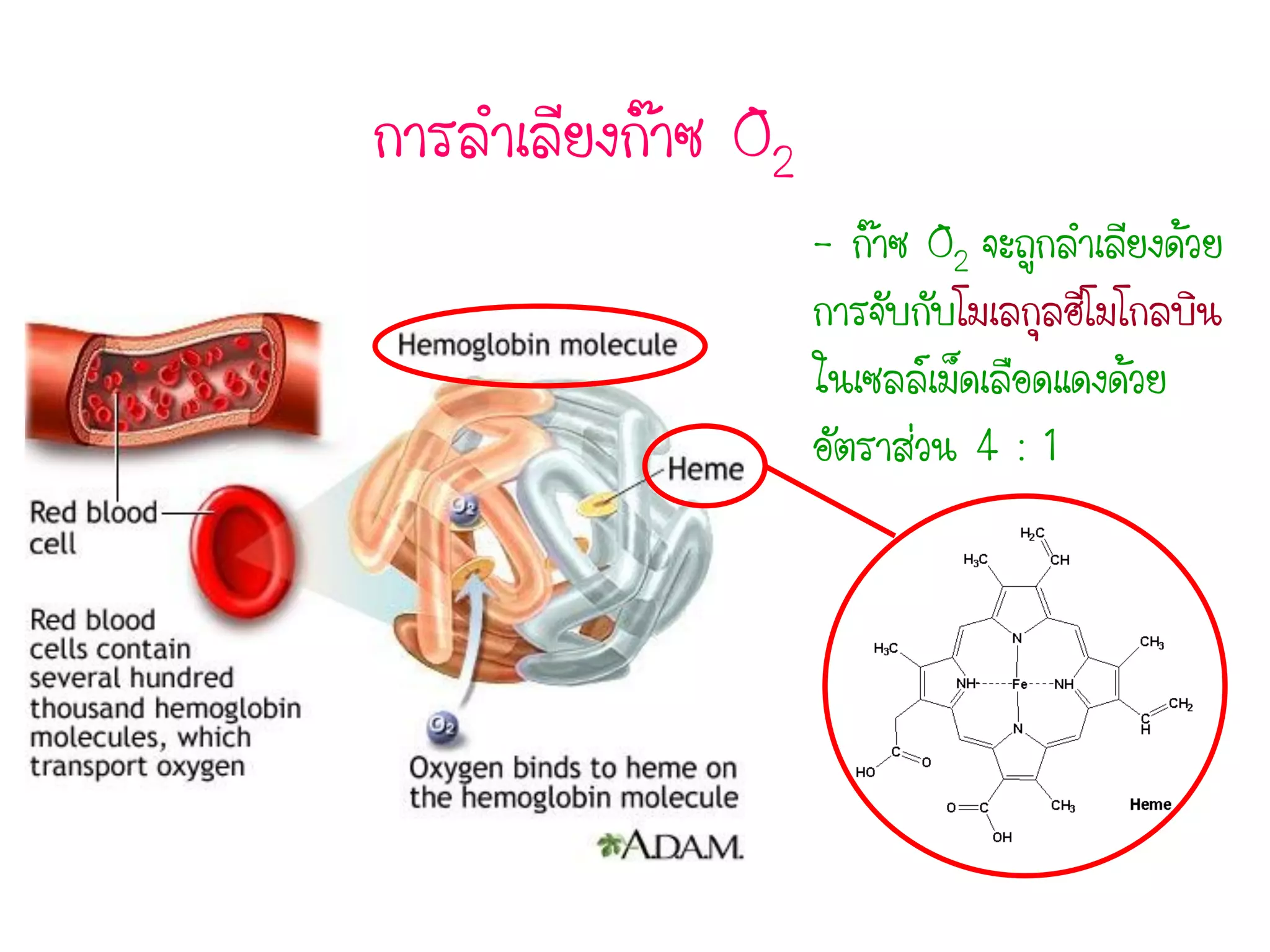 การลาเลียงก๊าซ O2
- ก๊าซ O2 จะถูกลาเลียงด้วย
การจับกับโมเลกุลฮีโมโกลบิน
ในเซลล์เม็ดเลือดแดงด้วย
อัตราส่วน 4 : 1
 