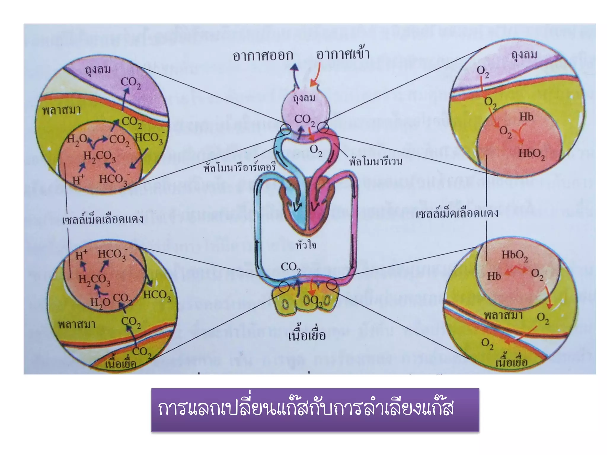 การแลกเปลี่ยนแก๊สกับการลาเลียงแก๊ส
 