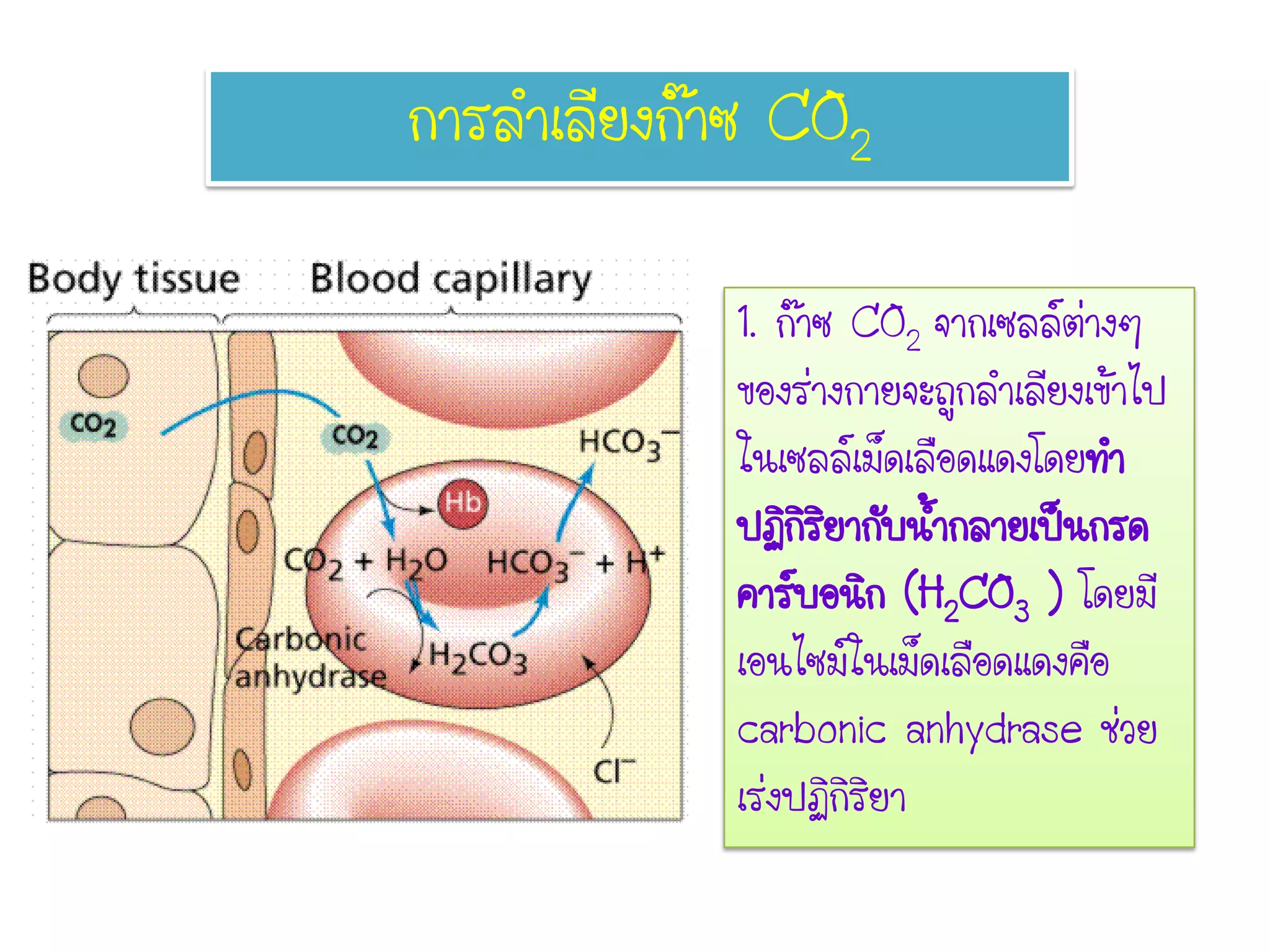 การลาเลียงก๊าซ CO2
1. ก๊าซ CO2 จากเซลล์ต่างๆ
ของร่างกายจะถูกลาเลียงเข้าไป
ในเซลล์เม็ดเลือดแดงโดยทา
ปฏิกิริยากับน้ากลายเป็นกรด
คาร์บอนิก (H2CO3 ) โดยมี
เอนไซม์ในเม็ดเลือดแดงคือ
carbonic anhydrase ช่วย
เร่งปฏิกิริยา
 
