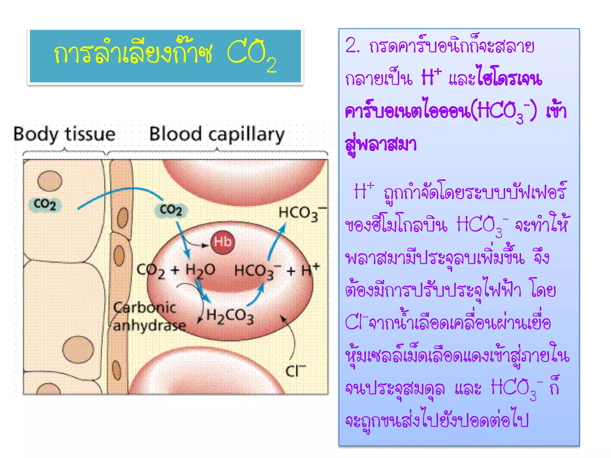 2. กรดคาร์บอนิกก็จะสลาย
กลายเป็น H+ และไฮโดรเจน
คาร์บอเนตไอออน(HCO3
-) เข้า
สู่พลาสมา
H+ ถูกกาจัดโดยระบบบัฟเฟอร์
ของฮีโมโกลบิน HCO3
- จะทาให้
พลาสมามีประจุลบเพิ่มขึ้น จึง
ต้องมีการปรับประจุไฟฟ้า โดย
Cl-จากน้าเลือดเคลื่อนผ่านเยื่อ
หุ้มเซลล์เม็ดเลือดแดงเข้าสู่ภายใน
จนประจุสมดุล และ HCO3
- ก็
จะถูกขนส่งไปยังปอดต่อไป
การลาเลียงก๊าซ CO2
 