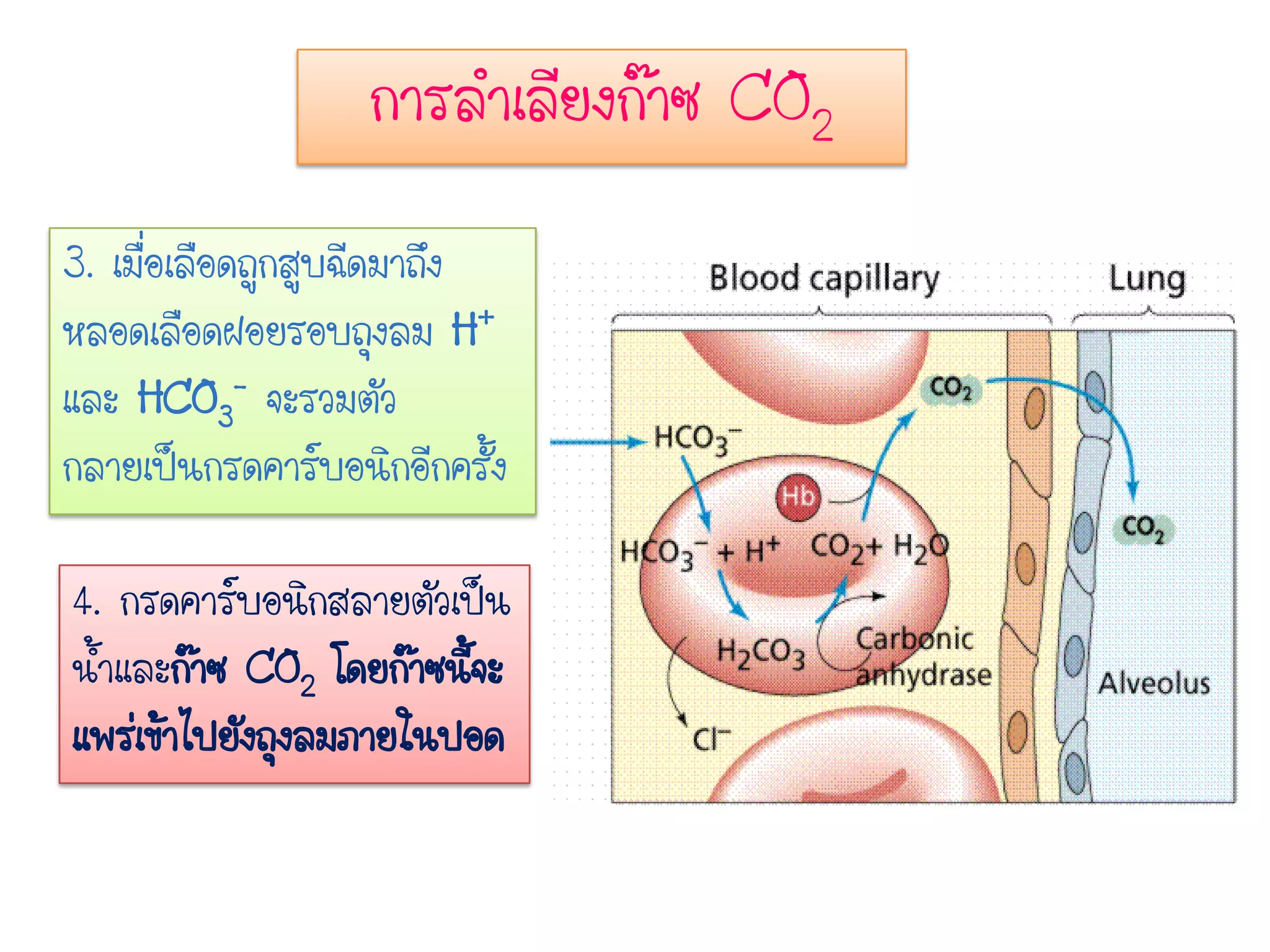 การลาเลียงก๊าซ CO2
3. เมื่อเลือดถูกสูบฉีดมาถึง
หลอดเลือดฝอยรอบถุงลม H+
และ HCO3
- จะรวมตัว
กลายเป็นกรดคาร์บอนิกอีกครั้ง
4. กรดคาร์บอนิกสลายตัวเป็น
น้าและก๊าซ CO2 โดยก๊าซนี้จะ
แพร่เข้าไปยังถุงลมภายในปอด
 