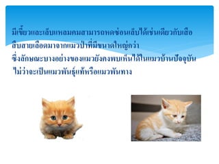 มีเขียวและเล็บแหลมคมสามารถหดซ่ อนเล็บได้ เช่ นเดียวกับเสื อ
     ้
สื บสายเลือดมาจากแมวป่ าที่มีขนาดใหญ่ กว่ า
ซึ่งลักษณะบางอย่ างของแมวยังคงพบเห็นได้ ในแมวบ้ านปัจจุบน  ั
ไม่ ว่าจะเป็ นแมวพันธุ์แท้ หรือแมวพันทาง
 