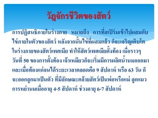 วัฎจักรชีวตของสั ตว์
                          ิ
การปฏิสนธิภายในร่ างกาย หมายถึง การที่สเปิ ร์ มเข้ าไปผสมกับ
ไข่ ภายในตัวของสั ตว์ หลังจากนั้นไข่ ที่ผสมแล้ ว ก็จะเจริญเติบโต
ในร่ างกายของสั ตว์ เพศเมีย ทาให้ สัตว์ เพศเมียตั้งท้ อง เมื่อราวๆ
วันที่ 50 ของการตั้งท้ อง เจ้ าเหมียวก็จะเริ่มมีการผลิตนานมออกมา
                                                          ้
และเมื่อท้ องแก่ จนได้ ระยะเวลาคลอดคือ 9 สั ปดาห์ หรือ 63 วัน ก็
จะออกลูกมาเป็ นตัว ทีมลกษณะคล้ ายสั ตว์ เป็ นพ่อหรือแม่ ลูกแมว
                        ่ ีั
การหย่ านมเมืออายุ 4-5 สั ปดาห์ ช่ วงอายุ 6-7 สั ปดาห์
              ่
 