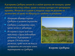 В резервата Сребърна могат да се видят колонии от пеликани, които летуват там всяка година, както и голяма колекция от препарирани животни. Могат да се слушат и уникални звуци от фауната на местността по време на обиколка из сградата на резервата. Резервата обхваща езерото Сребърна и неговите околности.  Сребърна е сладководно езеро, което често се заблатява. В езерото и около него има тръстика и други водолюбиви растения. В резервата се срещат 139 вида висши растения, като част от тях са застрашени от изчезване извън територията на Сребърна.  Езерото Сребърна 