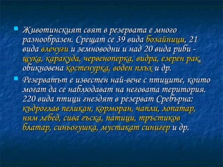 Животинският свят в резервата е много разнообразен. Срещат се 39 вида  бозайници , 21 вида  влечуги  и земноводни и над 20 вида риби -  щука,   каракуда, червеноперка, видра, езерен рак , обикновена  костенурка, воден плъх  и др. Резерватът е известен най-вече с птиците, които могат да се наблюдават на неговата територия. 220 вида птици гнездят в резерват Сребърна:  къдроглав пеликан, корморан, чапли, лопатар, ням лебед, сива гъска, патици, тръстиков блатар, синьогушка,   мустакат синигер  и др. 