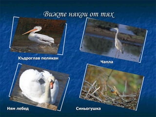 Вижте някои от тях Къдроглав пеликан Чапла Ням лебед Синьогушка 