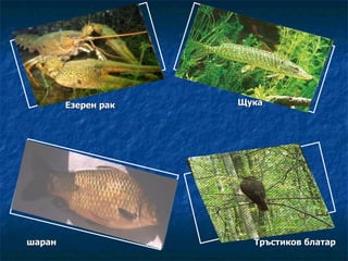 Езерен рак Щука шаран Тръстиков блатар 