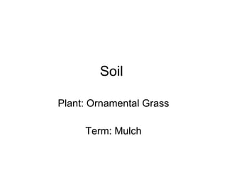 Soil  Plant: Ornamental Grass Term: Mulch 