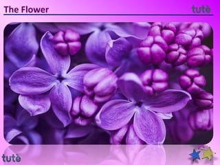 The Flower
 
