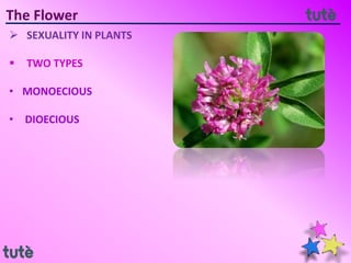 The Flower
 SEXUALITY IN PLANTS
 TWO TYPES
• MONOECIOUS
• DIOECIOUS
 