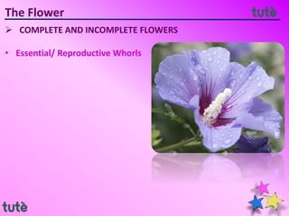 The Flower
 COMPLETE AND INCOMPLETE FLOWERS
• Essential/ Reproductive Whorls
 
