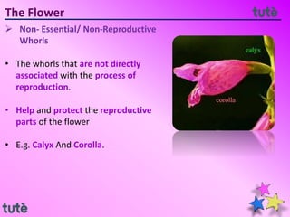 The Flower
 Non- Essential/ Non-Reproductive
Whorls
• The whorls that are not directly
associated with the process of
reproduction.
• Help and protect the reproductive
parts of the flower
• E.g. Calyx And Corolla.
 