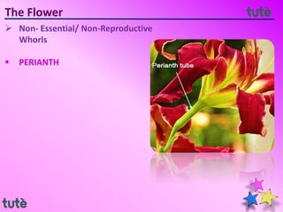 The Flower
 Non- Essential/ Non-Reproductive
Whorls
 PERIANTH
 