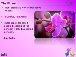 The Flower
 Non- Essential/ Non-Reproductive
Whorls
 PETALOID PERIANTH
• These sepals are called
petaloid sepals, and the
perianth is called a petaloid
perianth.
• E.g. Orchid
 