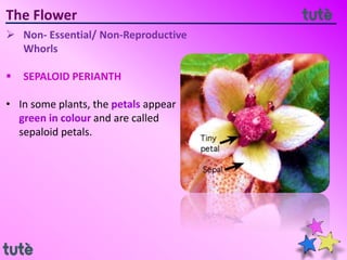 The Flower
 Non- Essential/ Non-Reproductive
Whorls
 SEPALOID PERIANTH
• In some plants, the petals appear
green in colour and are called
sepaloid petals.
 