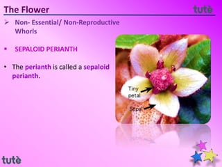 The Flower
 Non- Essential/ Non-Reproductive
Whorls
 SEPALOID PERIANTH
• The perianth is called a sepaloid
perianth.
 