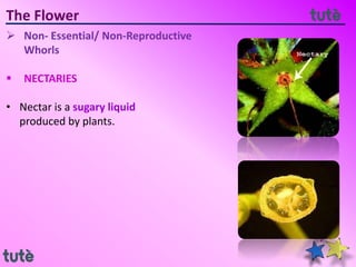 The Flower
 Non- Essential/ Non-Reproductive
Whorls
 NECTARIES
• Nectar is a sugary liquid
produced by plants.
 