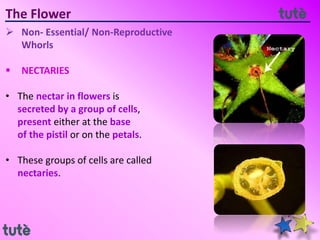 The Flower
 Non- Essential/ Non-Reproductive
Whorls
 NECTARIES
• The nectar in flowers is
secreted by a group of cells,
present either at the base
of the pistil or on the petals.
• These groups of cells are called
nectaries.
 