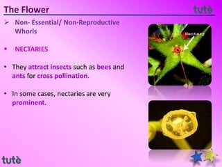 The Flower
 Non- Essential/ Non-Reproductive
Whorls
 NECTARIES
• They attract insects such as bees and
ants for cross pollination.
• In some cases, nectaries are very
prominent.
 