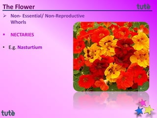 The Flower
 Non- Essential/ Non-Reproductive
Whorls
 NECTARIES
• E.g. Nasturtium
 