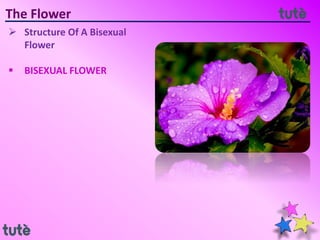The Flower
 Structure Of A Bisexual
Flower
 BISEXUAL FLOWER
 