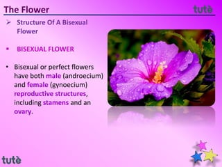The Flower
 Structure Of A Bisexual
Flower
 BISEXUAL FLOWER
• Bisexual or perfect flowers
have both male (androecium)
and female (gynoecium)
reproductive structures,
including stamens and an
ovary.
 