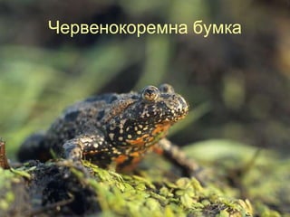 Червенокоремна бумка
 