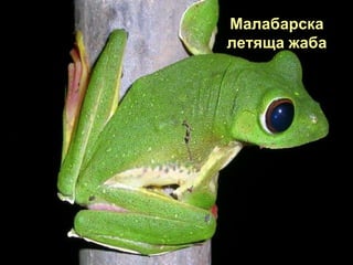 Малабарска
летяща жаба
 