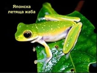 Японска
летяща жаба
 