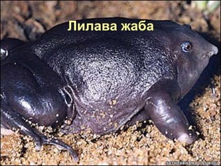Лилава жаба
 